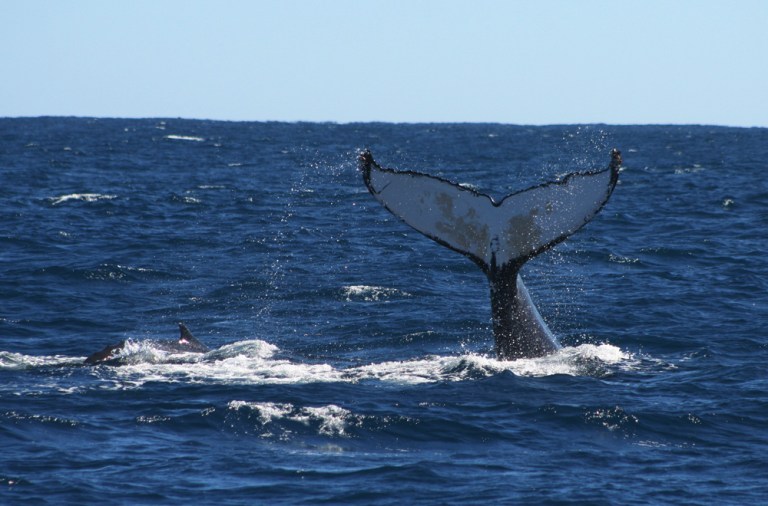 AUSTRALIE Baleine Coral Bay Western Australia 2009