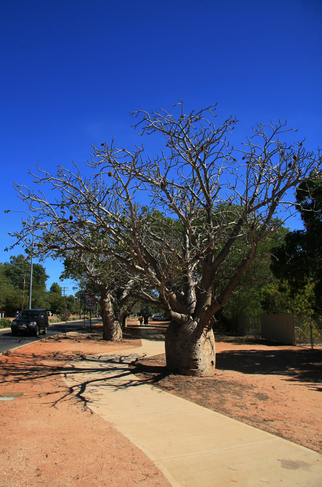 AUSTRALIE Baobab Broome WA 2009