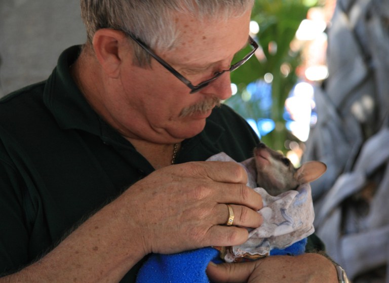AUSTRALIE Bebe wallaby Broome WA 2009