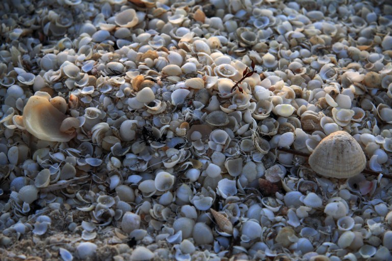 AUSTRALIE Coquillages Shell beach