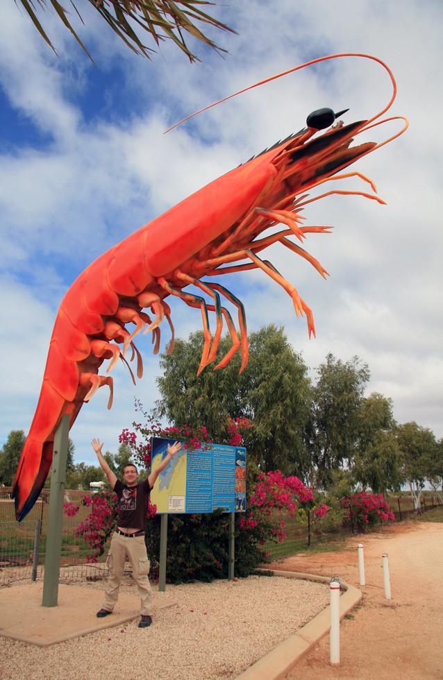 AUSTRALIE Crevette geante WA 2009