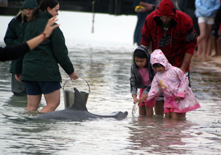 AUSTRALIE Des fillettes nourrissent un dauphin Monkey Mia