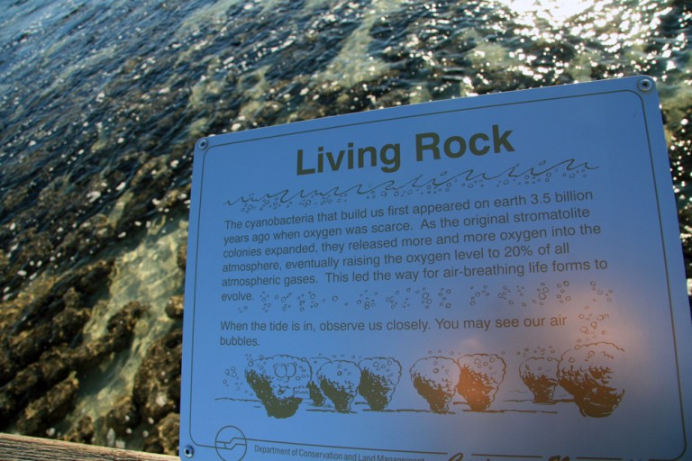 AUSTRALIE Hamelin Pool stromatolites Shark Bay WA