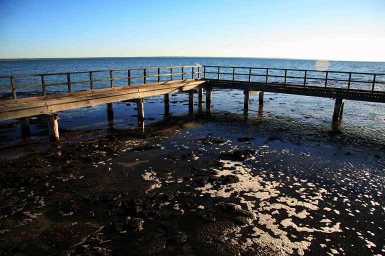 AUSTRALIE Stromatolites Hamelin Pool Shark Bay Western Australia