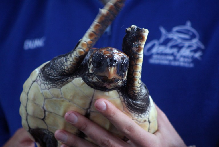 AUSTRALIE Tortue Ocean Park WA 2009