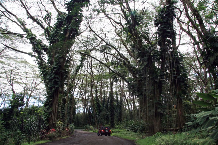 HAWAII Giant trees Big Island
