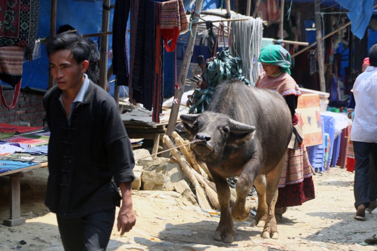 VIETNAM Un zebu marche de Bac Ha