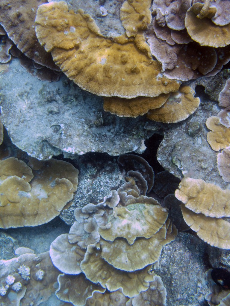 hawaii-coraux-kapoho-tide-pools