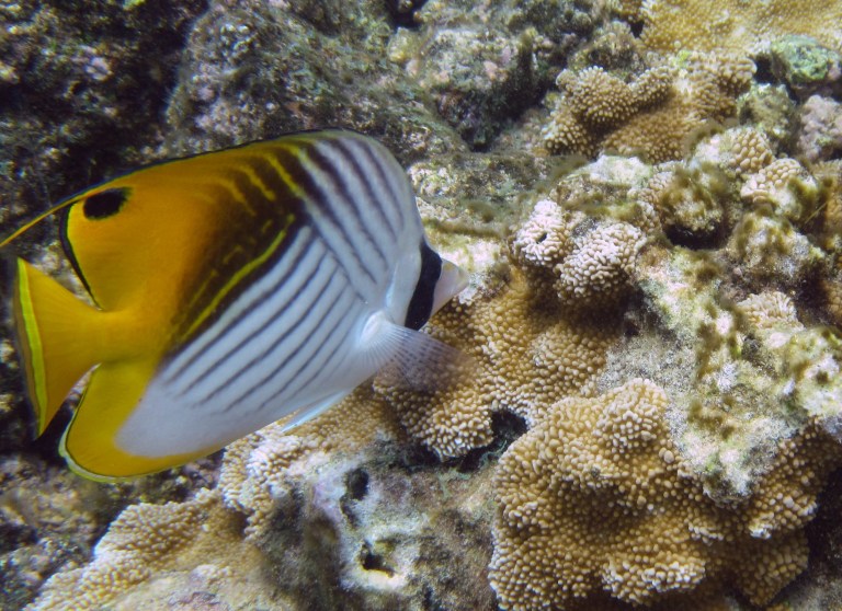 hawaii-poisson-tropical-kapoho-tide-pools
