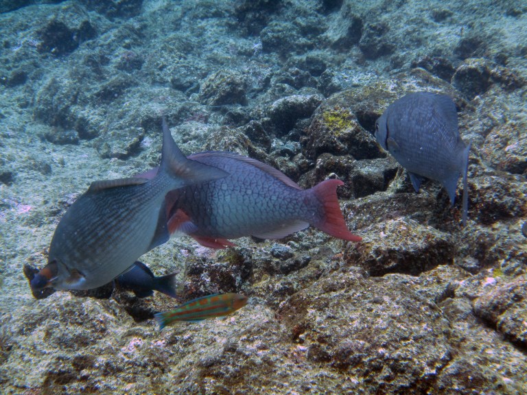 hawaii-poissons-kapoho-tide-pools